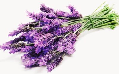 اسطوخودوس گیاهی معجزه گر