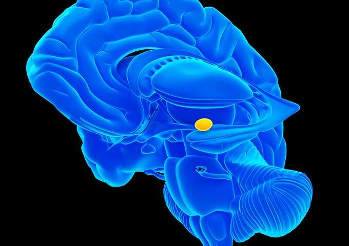 کشف مسیرهای جدید در “آمیگدال” مغز