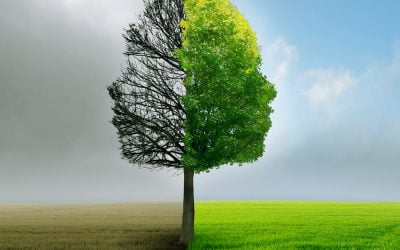 آیا درختان نزدیک خانه مان با داروهای ضد افسردگی ارتباطی دارند؟