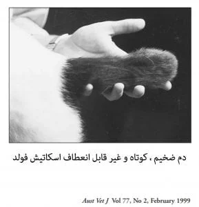 گربه اسکاتیش