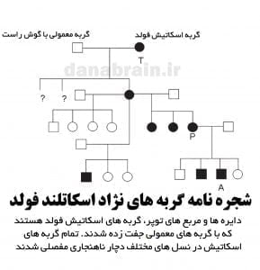 شجره نامه گربه اسکاتیش