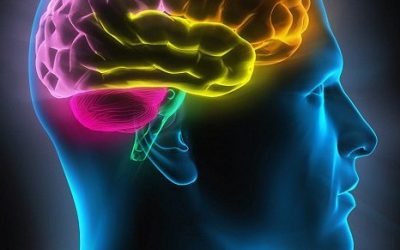 تاریخچه ی مدرن شدن مغز ما