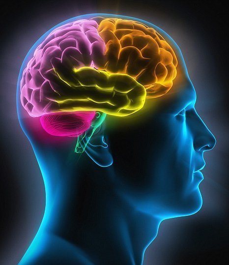 تاریخچه ی مدرن شدن مغز ما