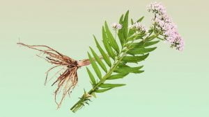 نوشیدنی خواب