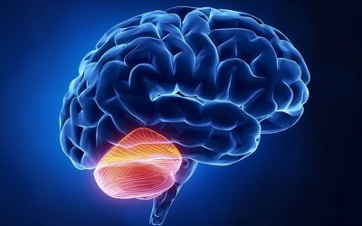 آیا مخچه هم مانند مغز در رفتارهای اجتماعی ما نقش دارد؟