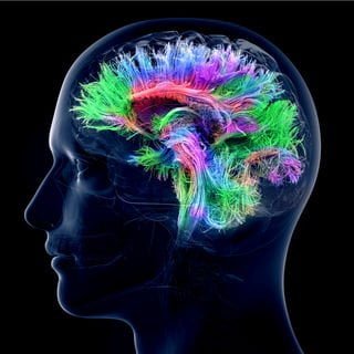 محیط اطراف ما، ارتباطات مغزی ما را می سازد!