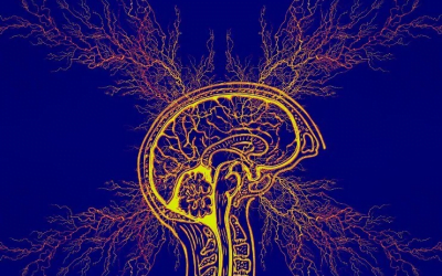 یک مغز معتاد چگونه کار می کند؟ اعتیاد!