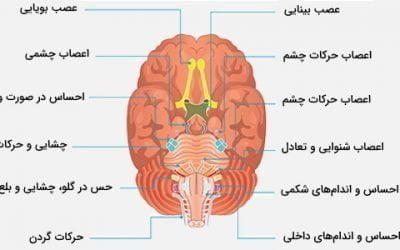 آشنایی با اعصاب جمجمه ای: محل، کارکرد، آسیب و نشانه ها