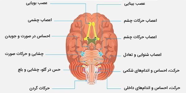 اعصاب جمجمه ای