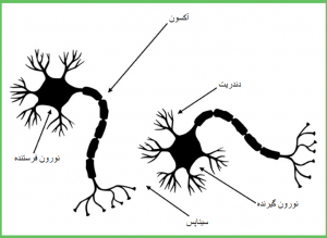 چطور مغز من با بدن من ارتباط برقرار می کند؟ ارتباط مغز و بدن! | سلامت مغز | Dr.Kh.Rahimi Jaberi | 1